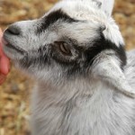 Goat Farm