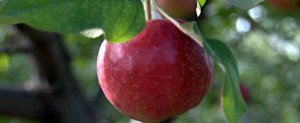 Fresh Apples