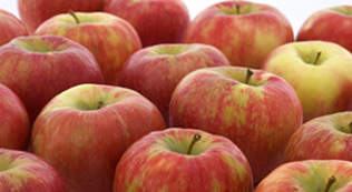 Minnesota Honeycrisp Apples - Aamodt's Apple Farm